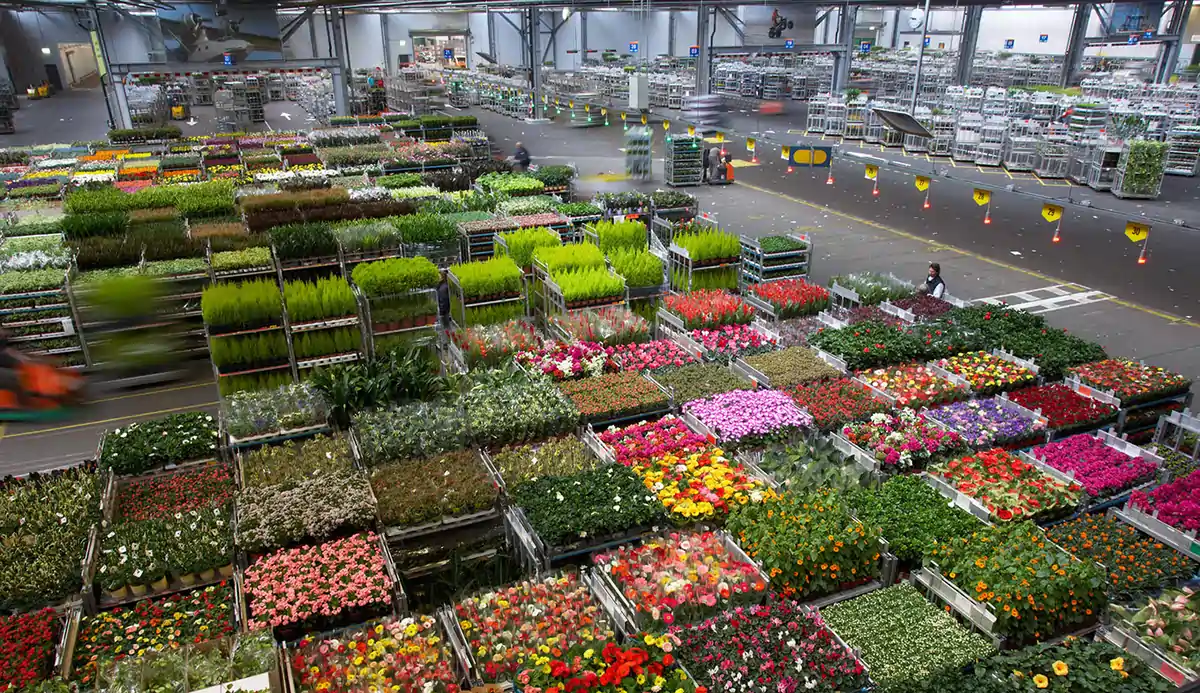 Inside the Aalsmeer Flower Auction hall showing buyers, digital clocks, and thousands of flower trolleys