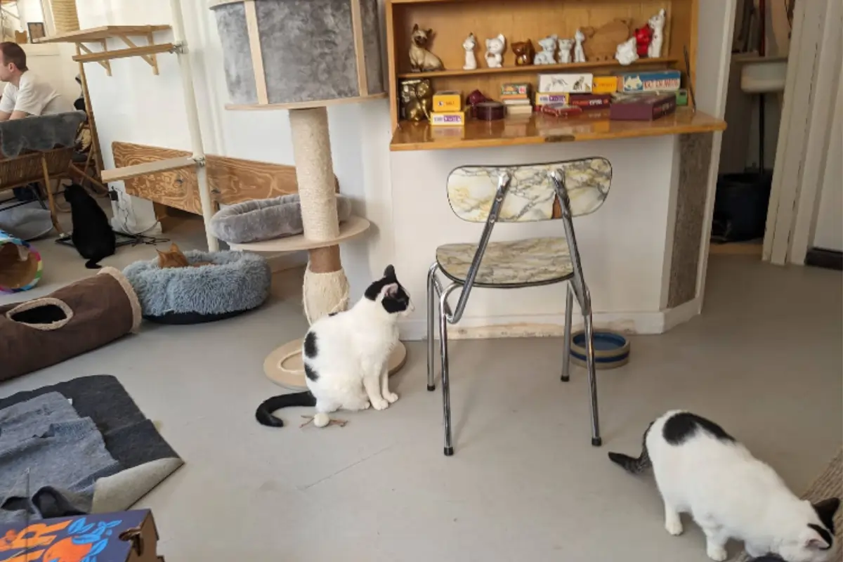 Atmosphere Inside The Café